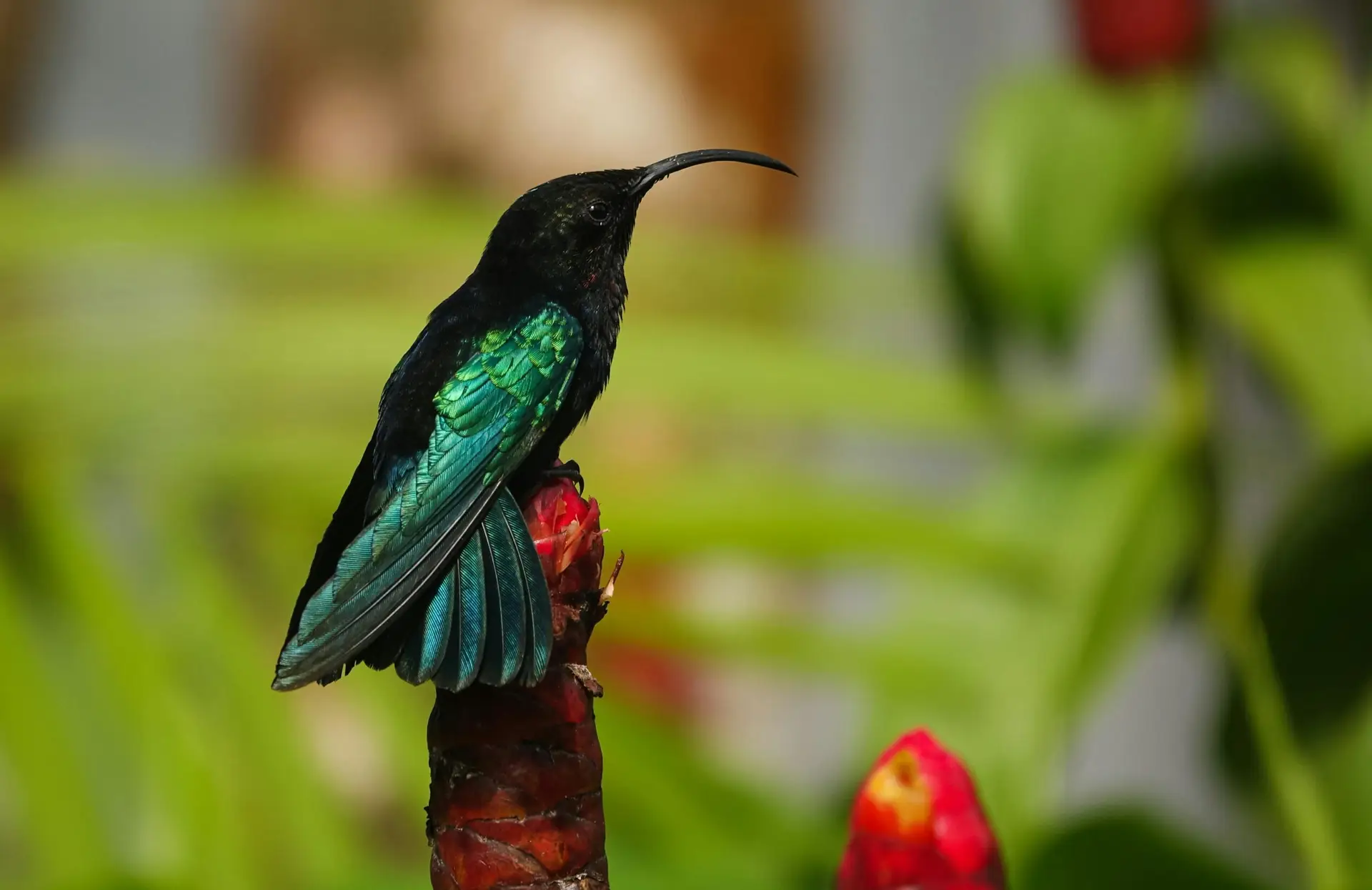 Close-up of a colorful hummingbird resting on a flower bud in a lush Martinique garden.